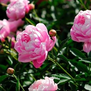 Meet your Posher, Amie